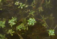 Callitriche platycarpa