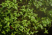 Callitriche stagnalis