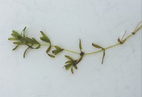 Callitriche truncata
