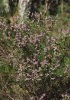Calluna vulgaris