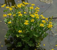 Caltha palustris