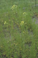 Camelina alyssum