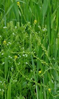 Camelina microcarpa