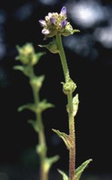 Campanula cervicaria