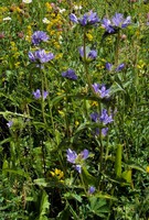 Campanula glomerata