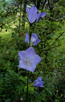 Campanula persicifolia