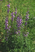 Campanula rapunculoides