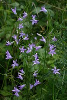 Campanula rapunculus