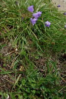 Campanula rotundifolia