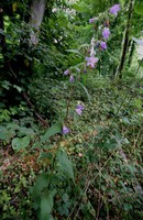 Campanula trachelium