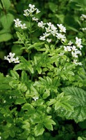 Cardamine amara