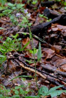 Cardamine bulbifera