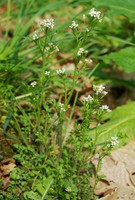 Cardamine flexuosa