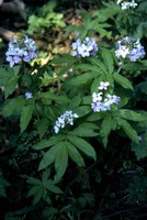 Cardamine heptaphylla