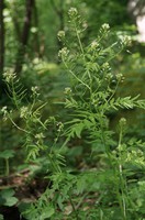 Cardamine impatiens