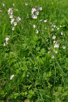 Cardamine pratensis