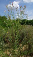 Carduus crispus