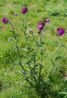 Carduus nutans