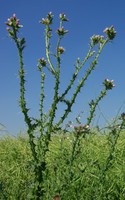 Carduus tenuiflorus
