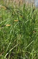Carex acutiformis