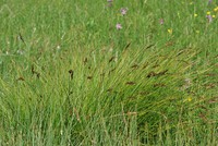 Carex appropinquata