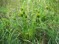 Carex bohemica