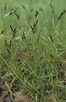 Carex caryophyllea
