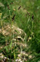 Carex davalliana