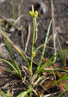Carex demissa
