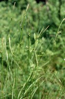 Carex depauperata