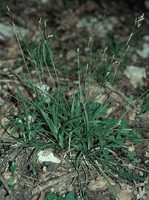 Carex digitata