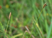 Carex dioica