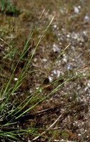 Carex distans