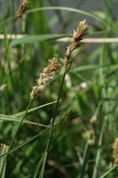 Carex disticha