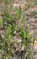 Carex divisa
