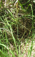 Carex hartmanii