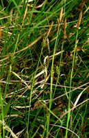 Carex hostiana