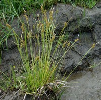 Carex lepidocarpa