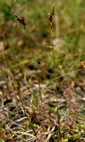 Carex liparocarpos