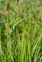 Carex otrubae