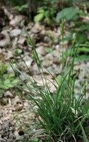 Carex pallescens