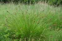 Carex paniculata