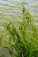 Carex pseudocyperus