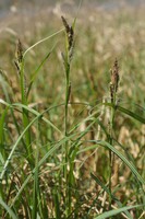 Carex riparia