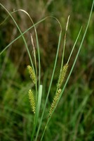 Carex rostrata