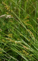Carex spicata