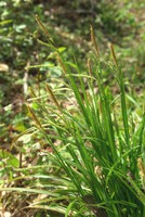 Carex sylvatica