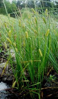 Carex vesicaria