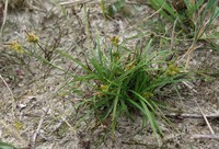 Carex viridula