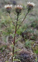 Carlina vulgaris